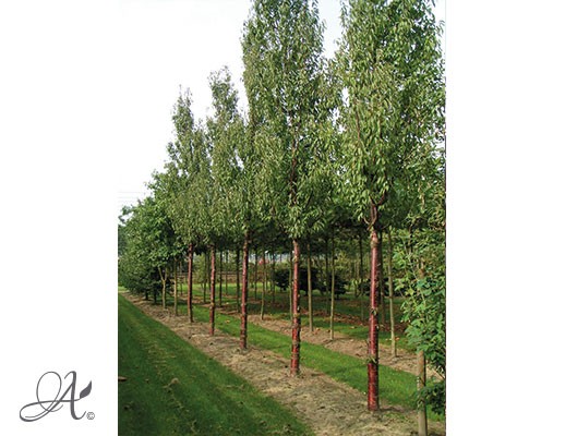 Prunus Serruata ‘Branklyn’ – Open ground trees from Dutch nurseries