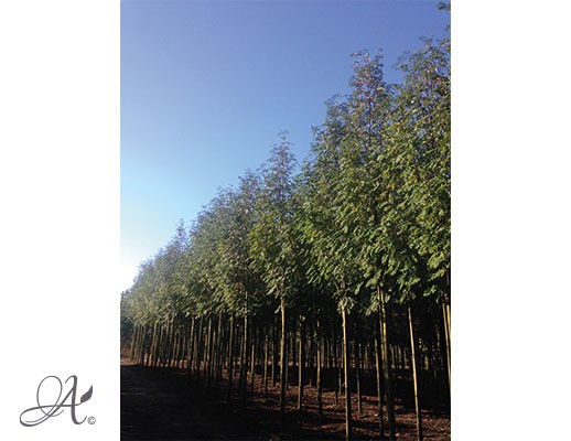 Sorbus Aucuparia ‘Edulis’ – Open ground trees from Dutch nurseries