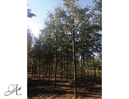 Sorbus Intermedia – Open ground trees from Dutch nurseries
