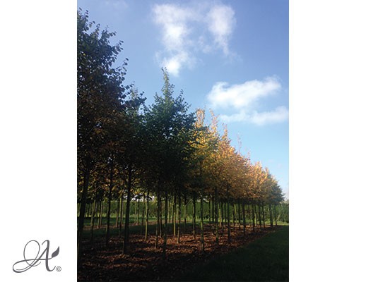 Tilia Cordata ‘Rancho’ – Open ground trees from Dutch nurseries
