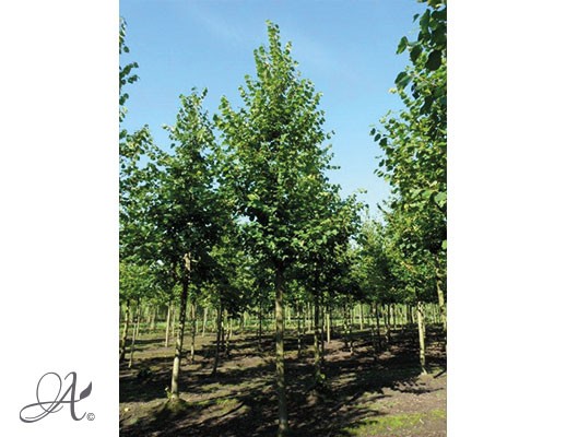 Tilia Europea ‘Pallida’ – Open ground trees from Dutch nurseries
