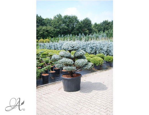 Picea Pungens – bonsai from Dutch nurseries