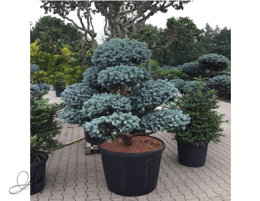 Picea Pungens ‘Glauca’ – bonsai from Dutch nurseries