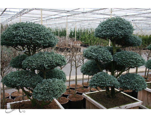 Picea Pungens ‘Glauca’– bonsai and topiary from Dutch nurseries