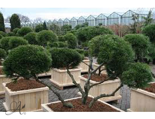 Pinus Mugo ‘Mughus’ – bonsai and topiary from Dutch nurseries