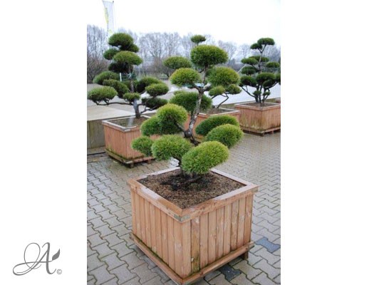 Pinus Mugo – bonsai from Dutch nurseries