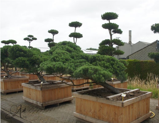 Pinus Mugo – bonsai and topiary from the Netherlands
