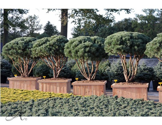 Pinus Sylvestris – bonsai and topiary from Dutch nurseries
