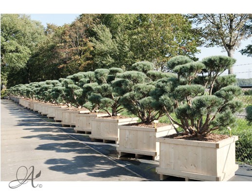 Pinus Sylvestris – bonsai and topiary from Dutch nurseries