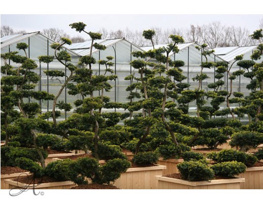Taxus Baccata – bonsai and topiary from Dutch nurseries
