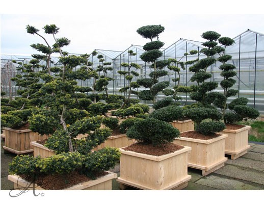 Taxus Baccata – bonsai and topiary from the Netherlands