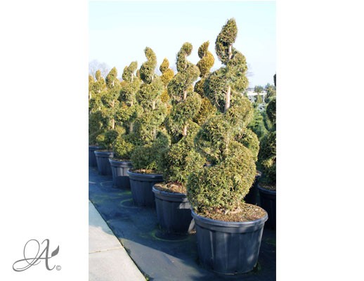 Thuja Occidentalis ‘Smaragd’– bonsai and topiary from Dutch nurseries