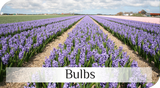 Bulbs from Dutch nurseries