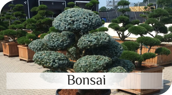 Bonsai and Topiary - conifers from Dutch nurseries