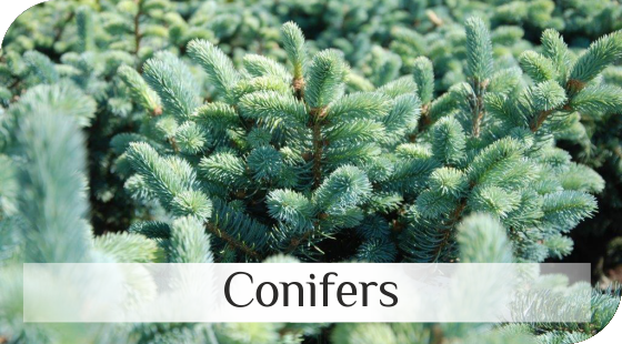 Conifers from Dutch nurseries