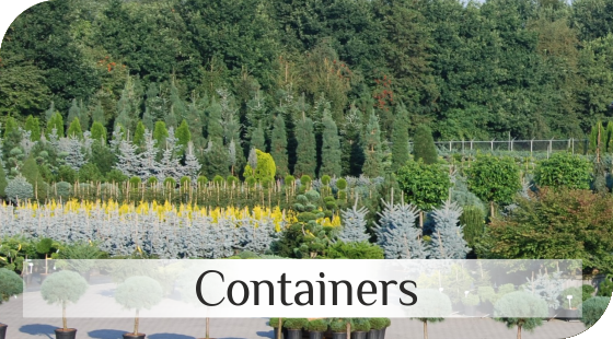 Conifers in containers from Dutch nurseries