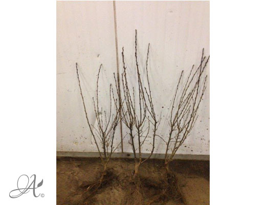 Cotoneaster Lucidus 3 years old - bare root shrubs from Dutch nurseries
