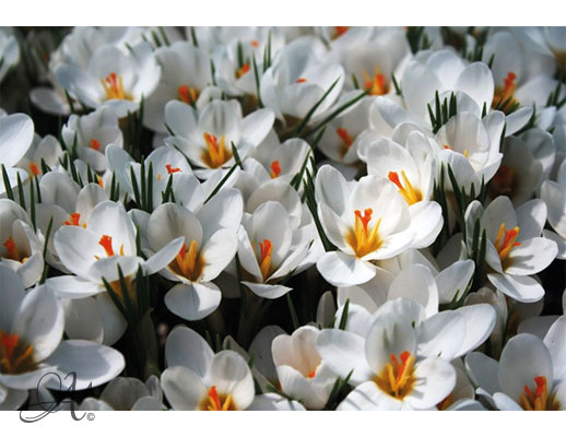 Crocus assortment - Flower Bulbs from the Netherlands