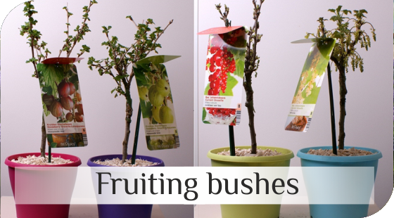 Fruiting bushes from Dutch nurseries
