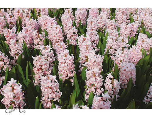 Hyacinthus - Flower Bulbs from the Netherlands