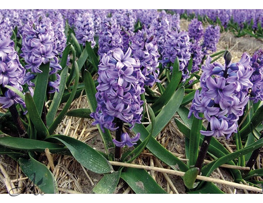 Hyacinthus assortment - Flower Bulbs from the Netherlands