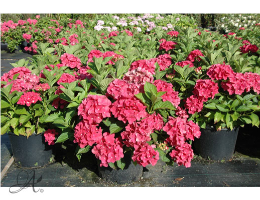 Hydrangea Macrophylla C20 standard - shrubs in containers from Dutch nurseries