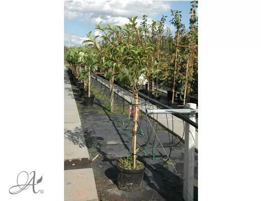 Hydrangea Paniculata Limelight 80cm - shrubs in containers from Dutch nurseries
