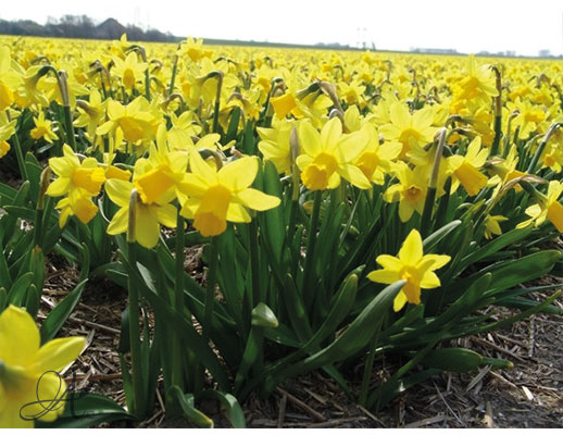 Narcissus - Flower Bulbs from Dutch nurseries