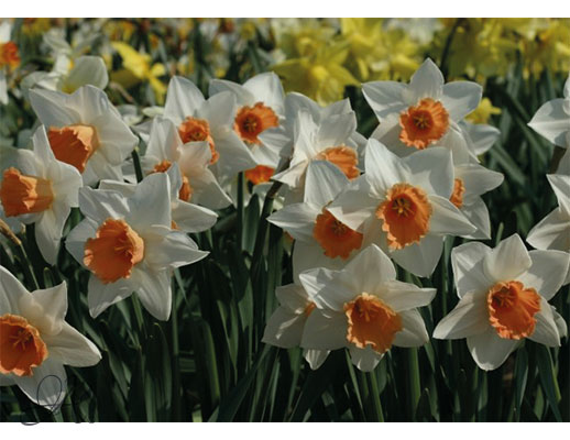 Narcissus assortment - Flower Bulbs from the Netherlands