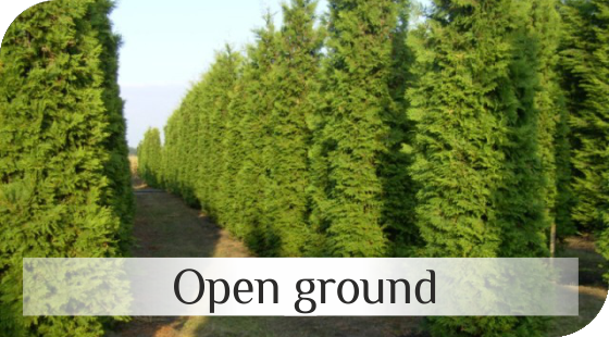 Open Ground conifers from Dutch nurseries