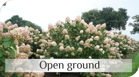 Open ground shrubs from Dutch nurseries