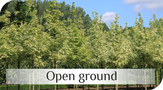 Open ground trees from Dutch nurseries