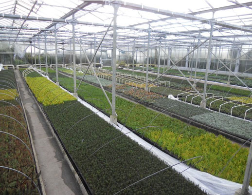 Perennials and ornamental grasses from Dutch nurseries