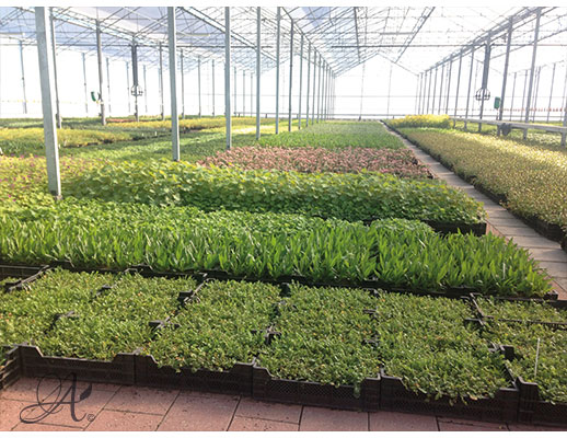 Perennials and ornamental grasses P9 assortment from Dutch nurseries