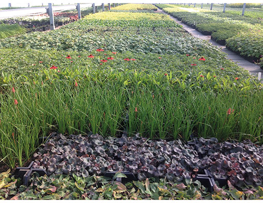 Perennials and ornamental grasses P9 assortment from Dutch nurseries