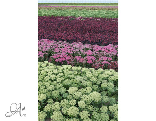 Root ball assortment - perennials and ornamental grasses Agro NL Consult SolutionS