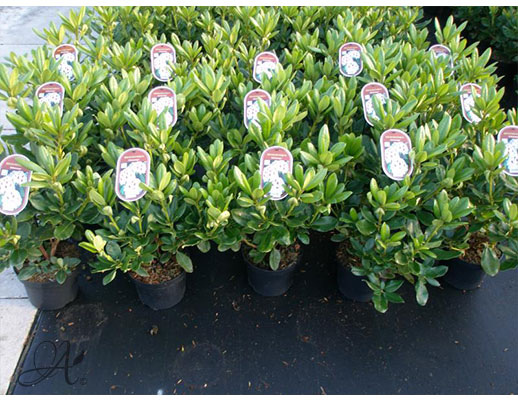 Rhododendron assortment in C2 from Dutch nurseries