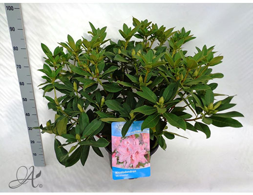 Rhododendron assortment in C20 from Dutch nurseries