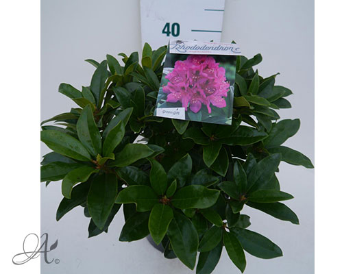 Rhododendron assortment in C5 from Dutch nurseries