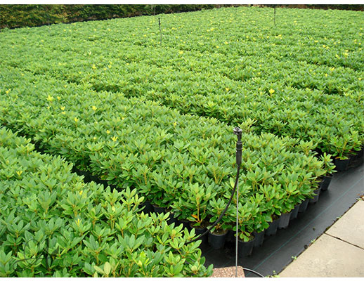 Rhododendron assortment in P9 from Dutch nurseries