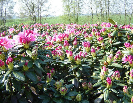 Rhododendron Cosmopolitan from Dutch nurseries