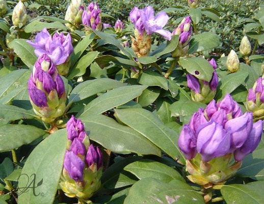 Rhododendron Fastuosum Plenum from Dutch nurseries