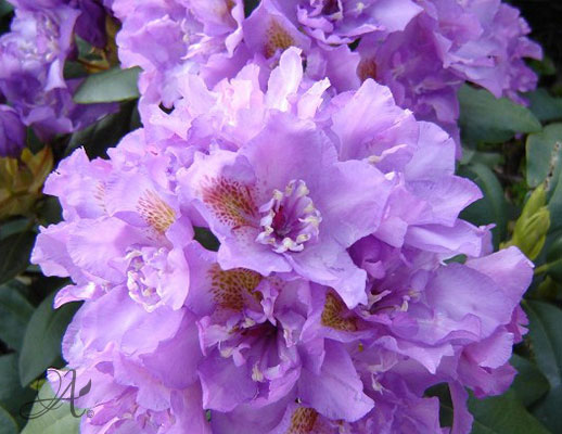 Rhododendron Fastuosum Plenum from Dutch nurseries