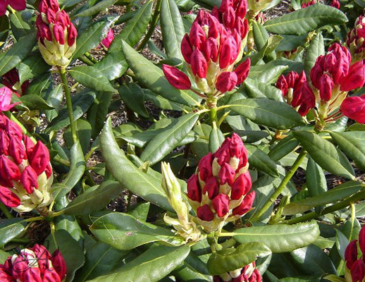 Rhododendron Catawbiense Nova Zembla from Dutch nurseries