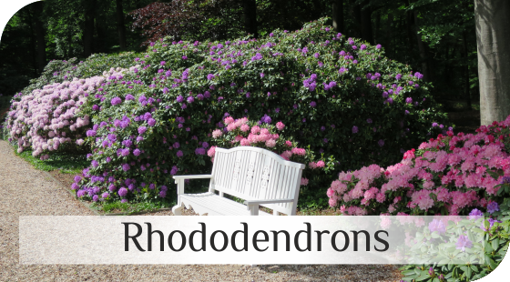 Rhododendrons from Dutch nurseries