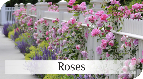 Roses from Dutch nurseries