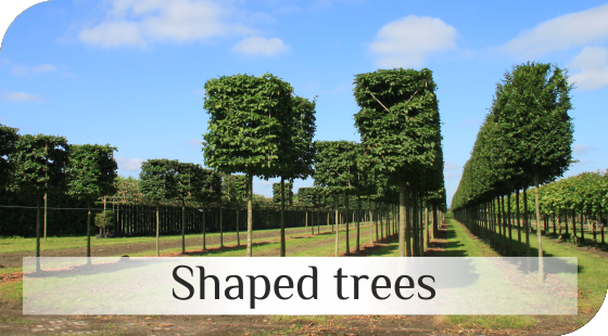 Shaped trees from Dutch nurseries