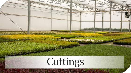 Shrubs cuttings from Dutch nurseries
