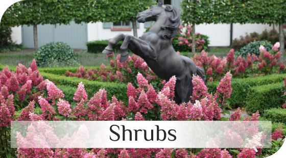 Shrubs from Ducth nurseries