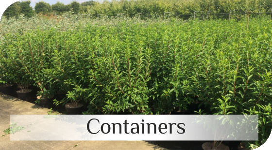 Shrubs in containers from Dutch nurseries